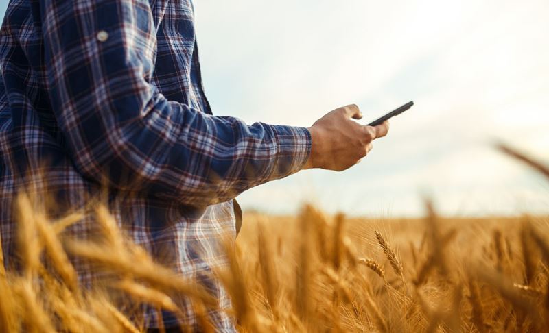 man holding cell phone in wheat field 